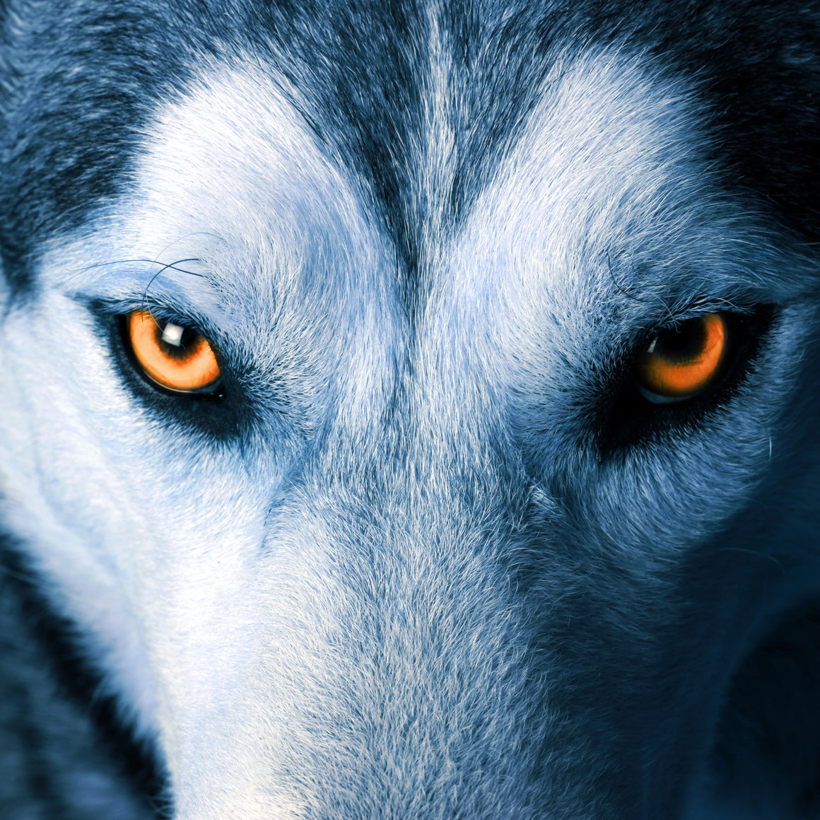 Ozanao - animal totem