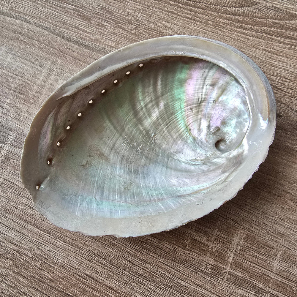 coquille2