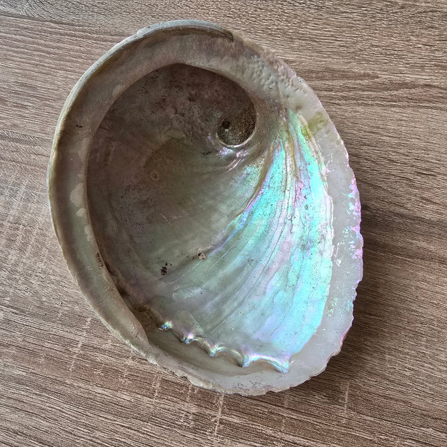 coquille2